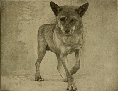 File:Arabianwolfjackal.jpg