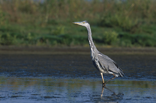 File:Ardea cinerea 1 (Marek Szczepanek).jpg