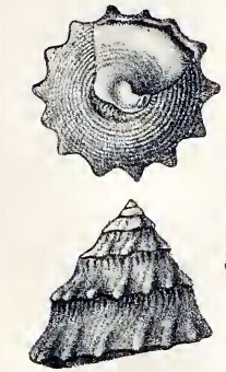 Astralium semicostatum