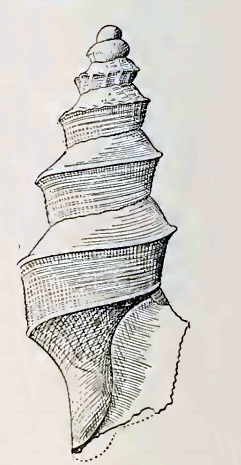 <i>Austrocarina recta</i> Species of gastropod