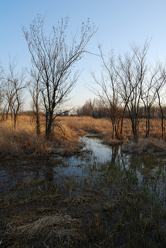 File:Baker wetlands 2.jpg