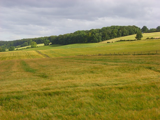 File:Barley, Radnage - geograph.org.uk - 883982.jpg