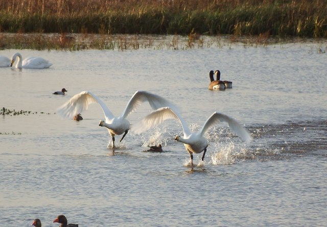 File:Bewick Swans in Flight - geograph.org.uk - 4345462.jpg