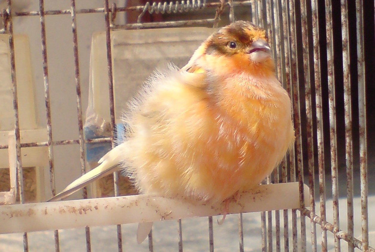 Canary Bird Grooming