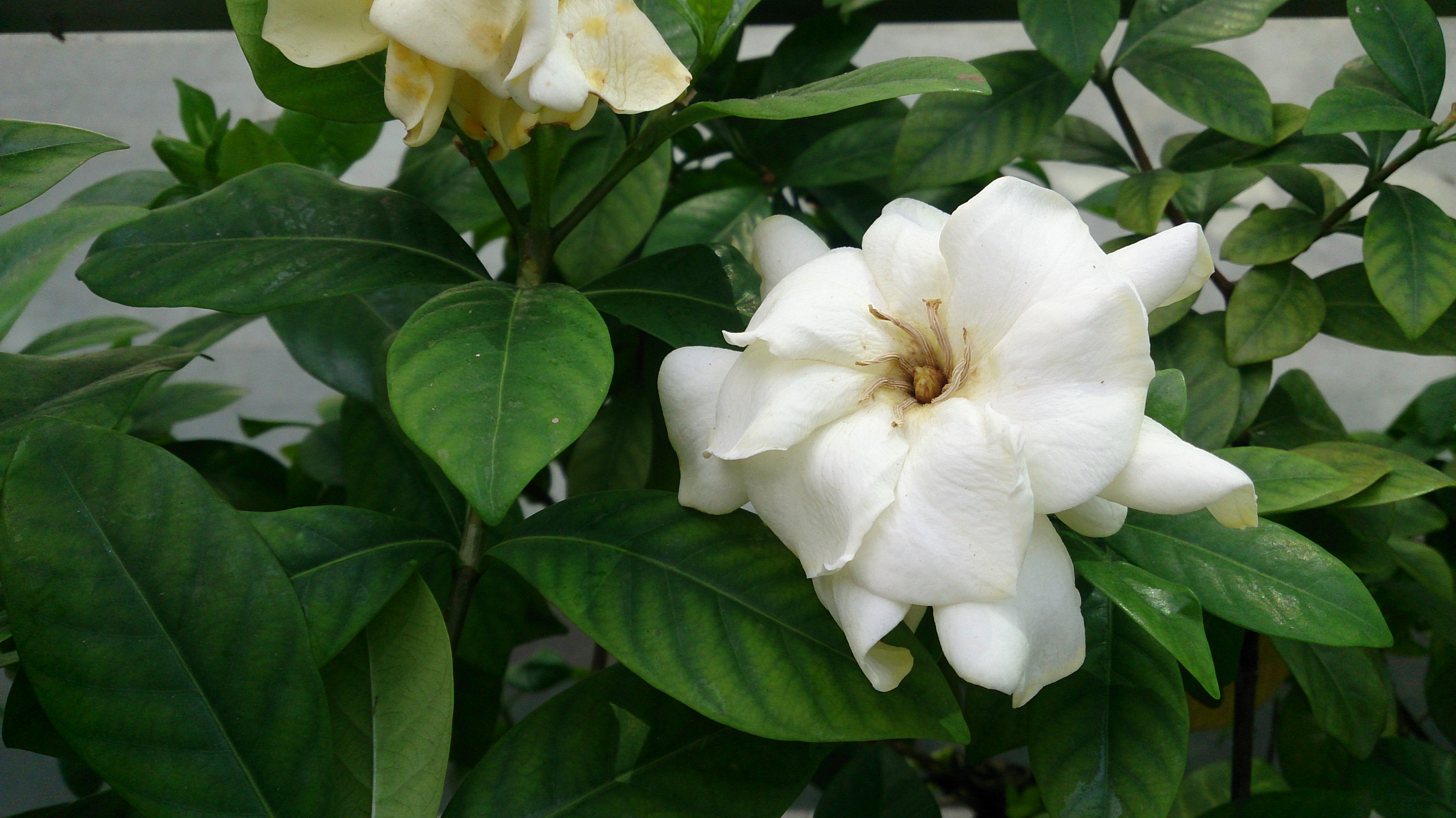 Image result for Gardenia jasminoides    wikipedia