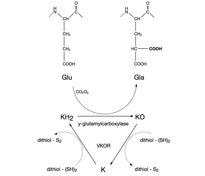 File:Carboxylation reaction vitamin K cycle.png