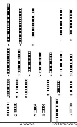 File:Caryotype.gif