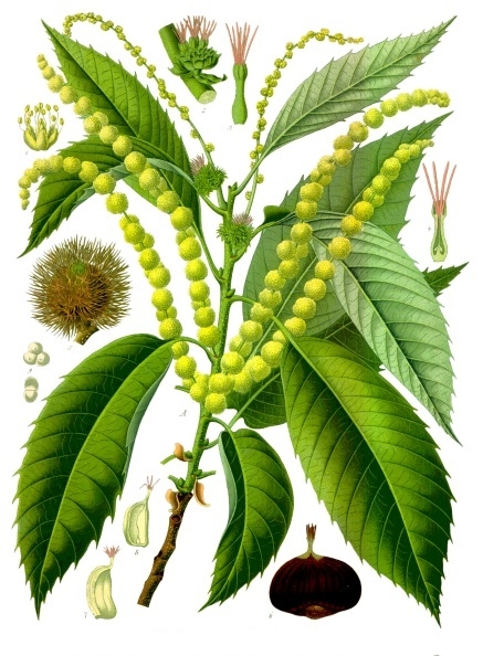 File:Castanea sativa - Köhler–s Medizinal-Pflanzen-173.jpg