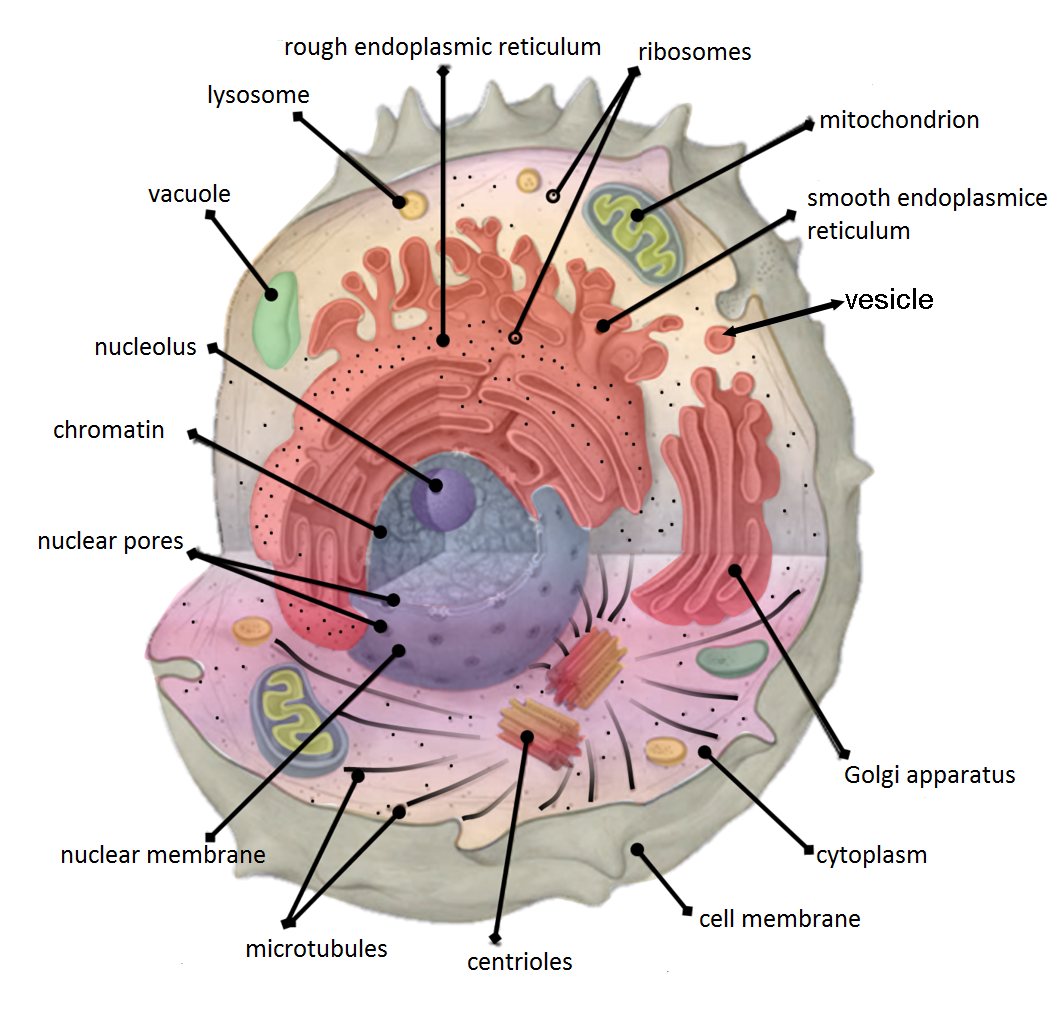 parts of an animal cell and their functions