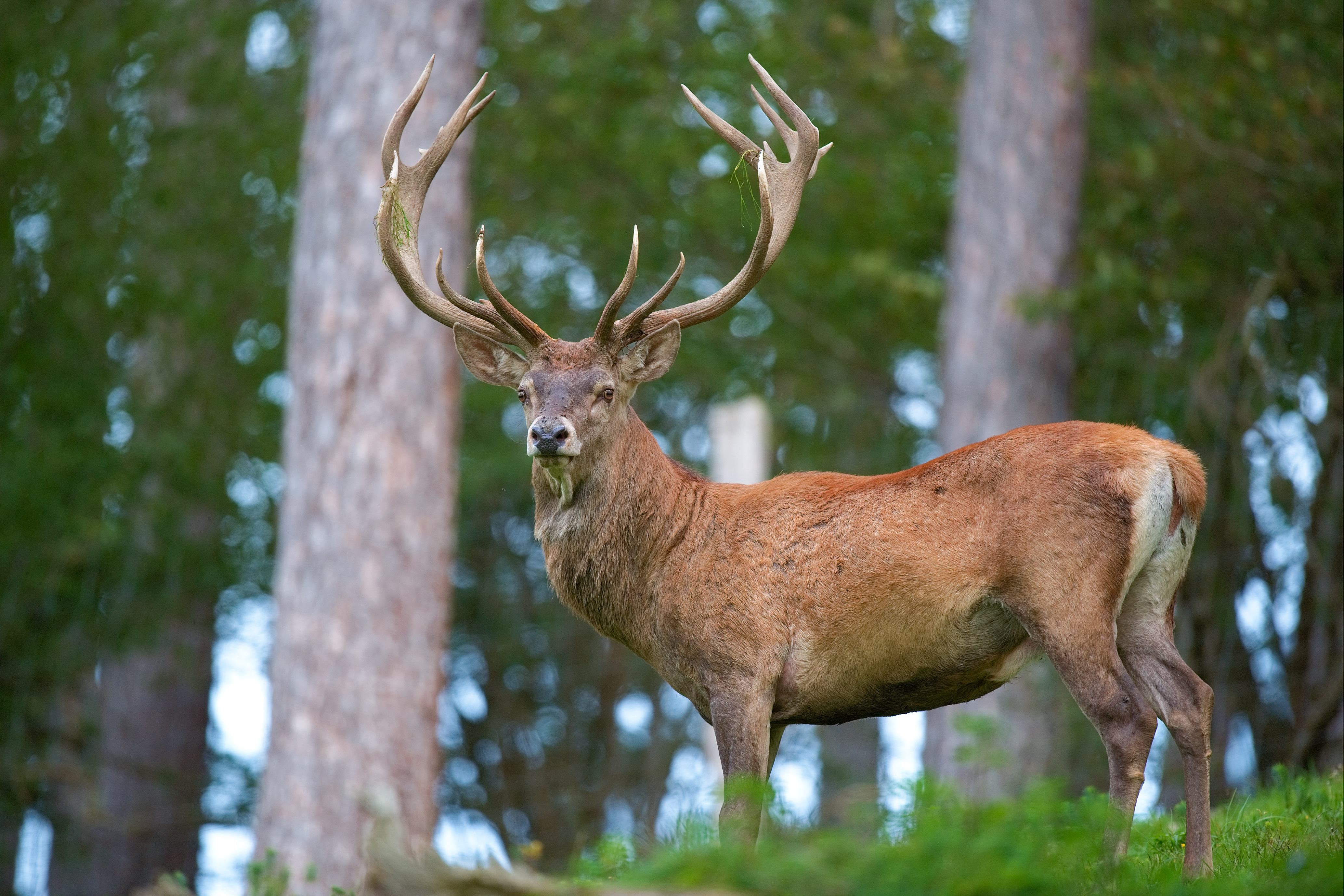Red deer - Wikipedia