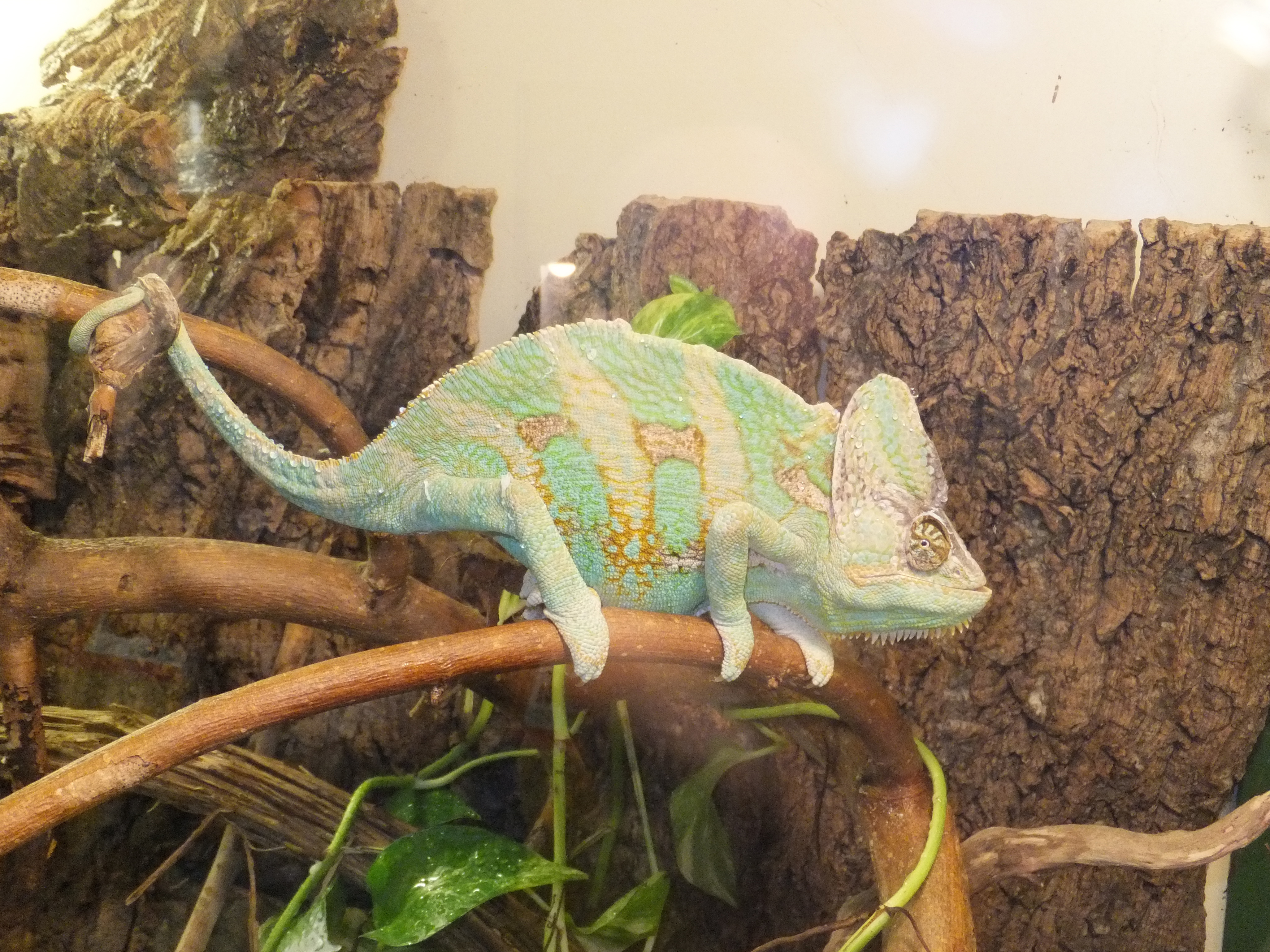 baby veiled chameleon temperature