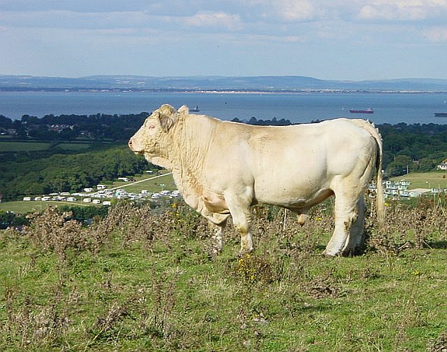 File:Charolais Bull on Culver Down - geograph.org.uk - 57291.jpg