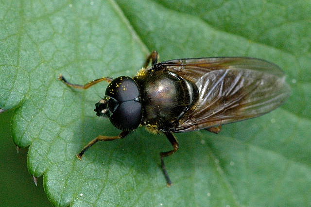 File:Cheilosia.albipila.male.jpg