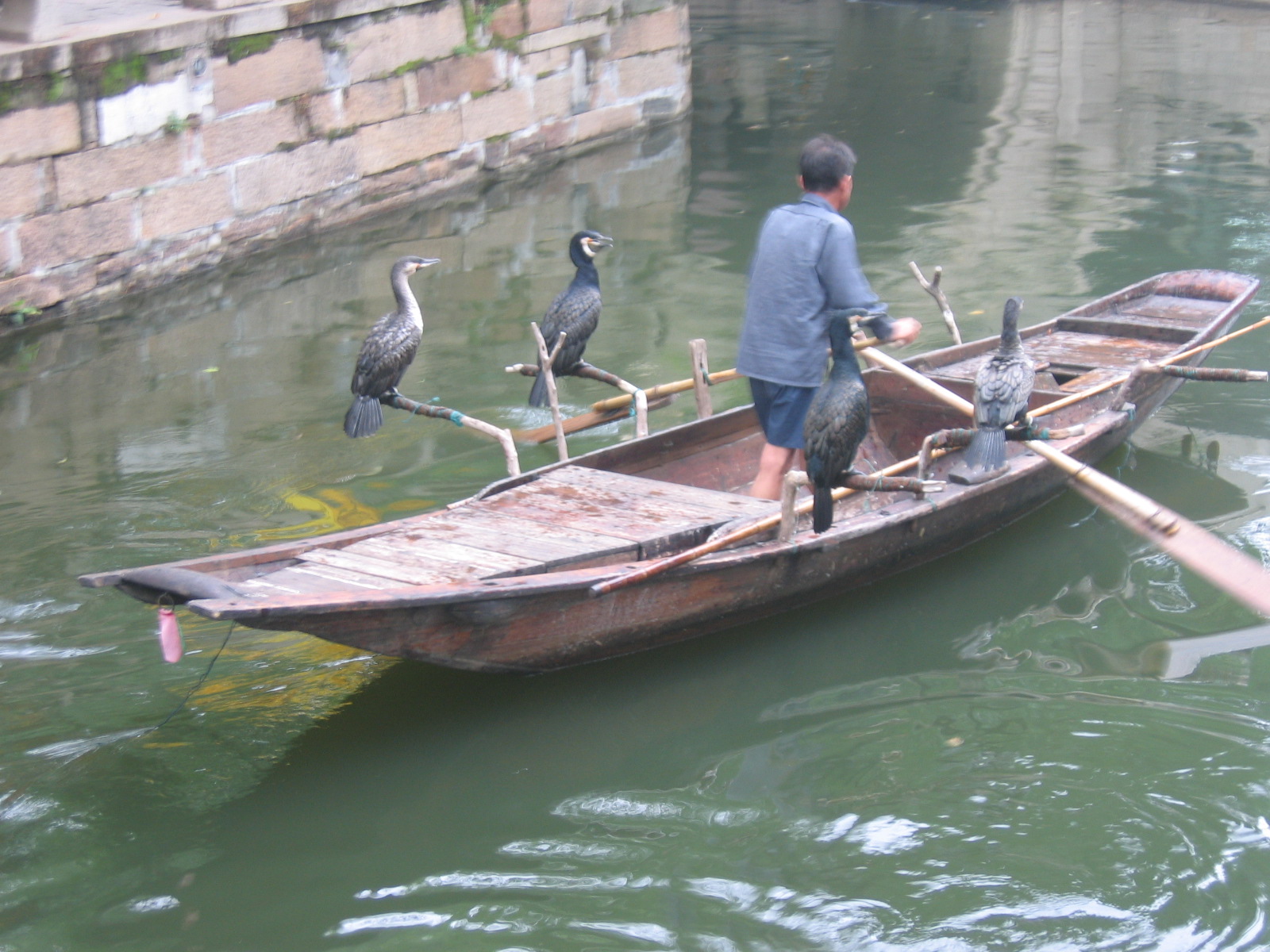 Cormorant fishing - Wikipedia