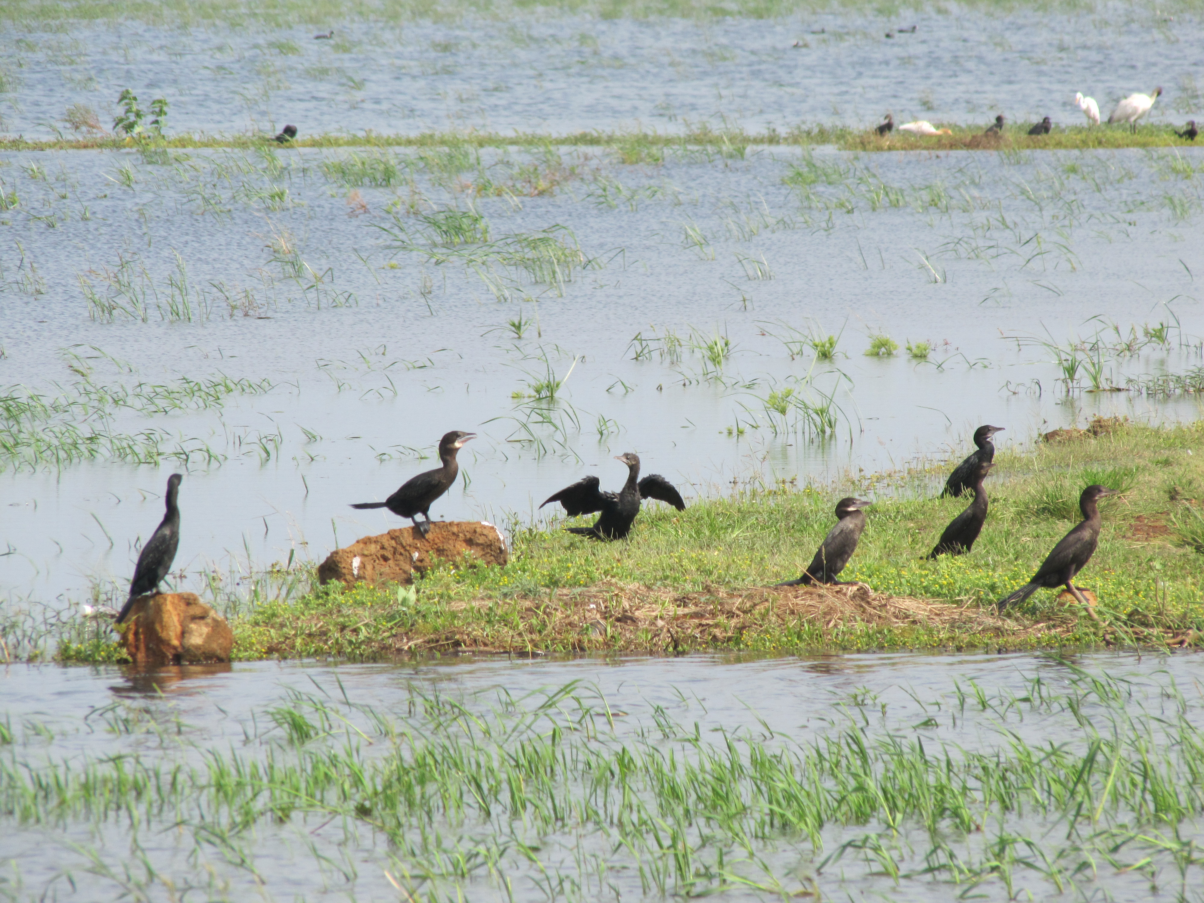 Cormorant from Kole WetLands Thrissur IMG 4255.JPG