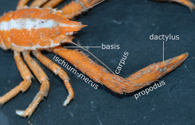 File:Crustaceanleg.jpg