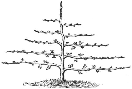 EB1911 Horticulture - Fig. 34.—Pruning for Horizontally trained Tree, 5th year.jpg