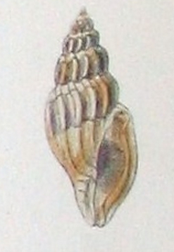 <i>Eucithara funebris</i> Species of gastropod