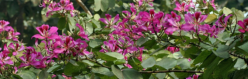 File:Flowers I IMG 2101.jpg