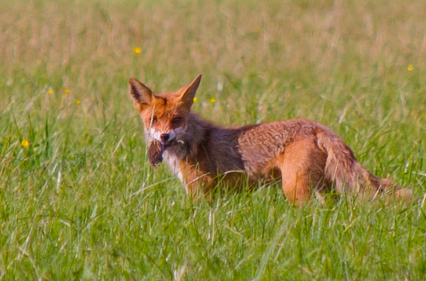 File:Fox eating mole.jpg