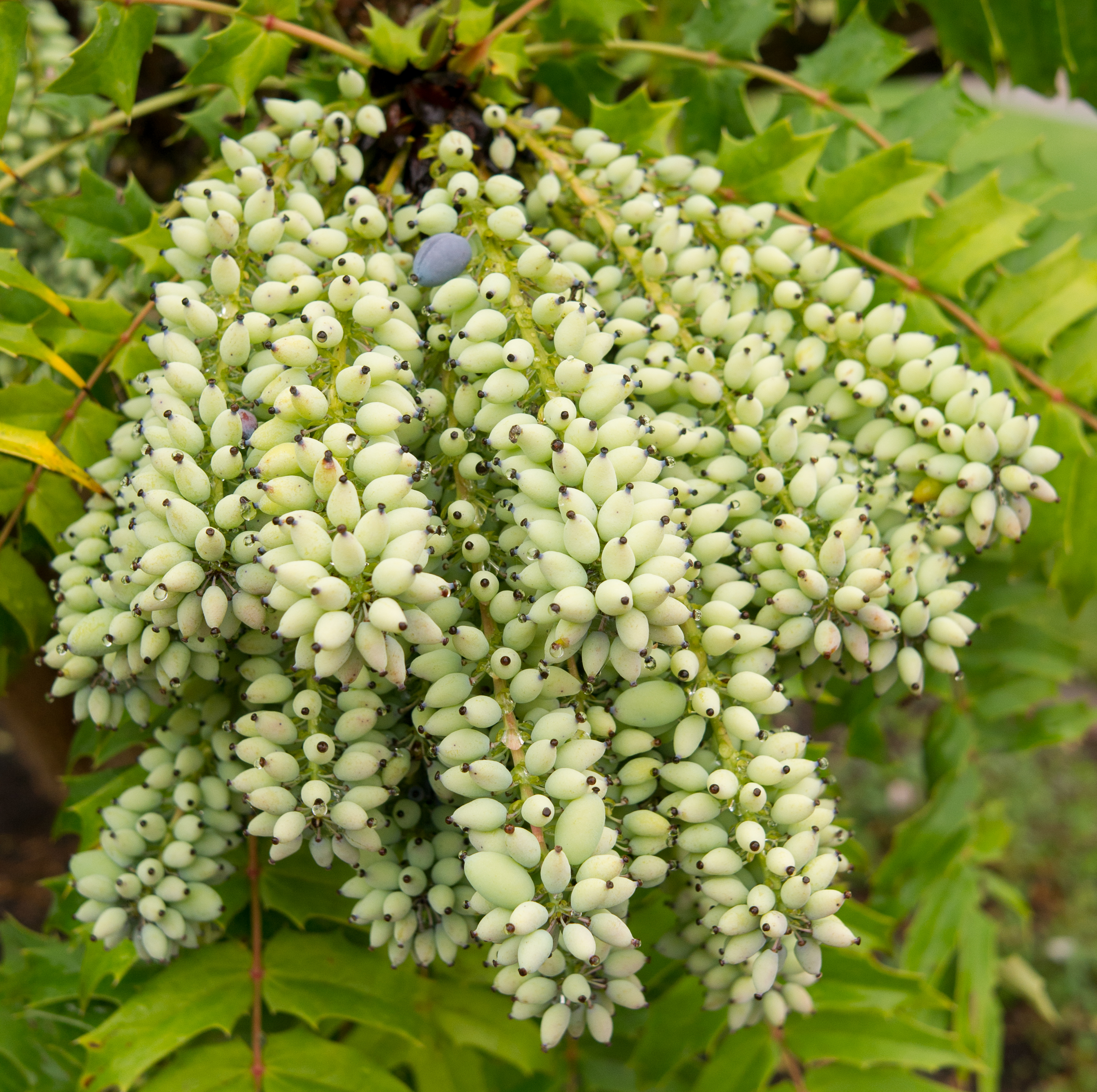 Datei Fruits Of Mahonia Lomariifolia Luther Burbank Home And