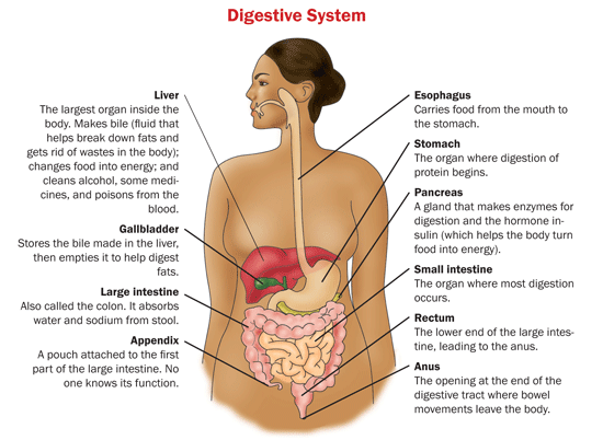 digestive system gif