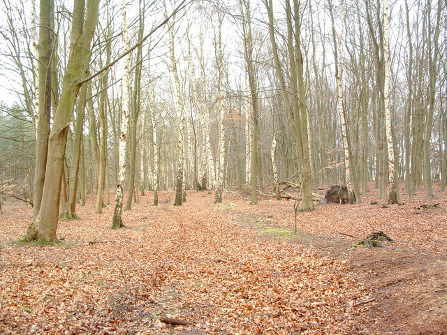 File:Hardwood Trees - geograph.org.uk - 353703.jpg