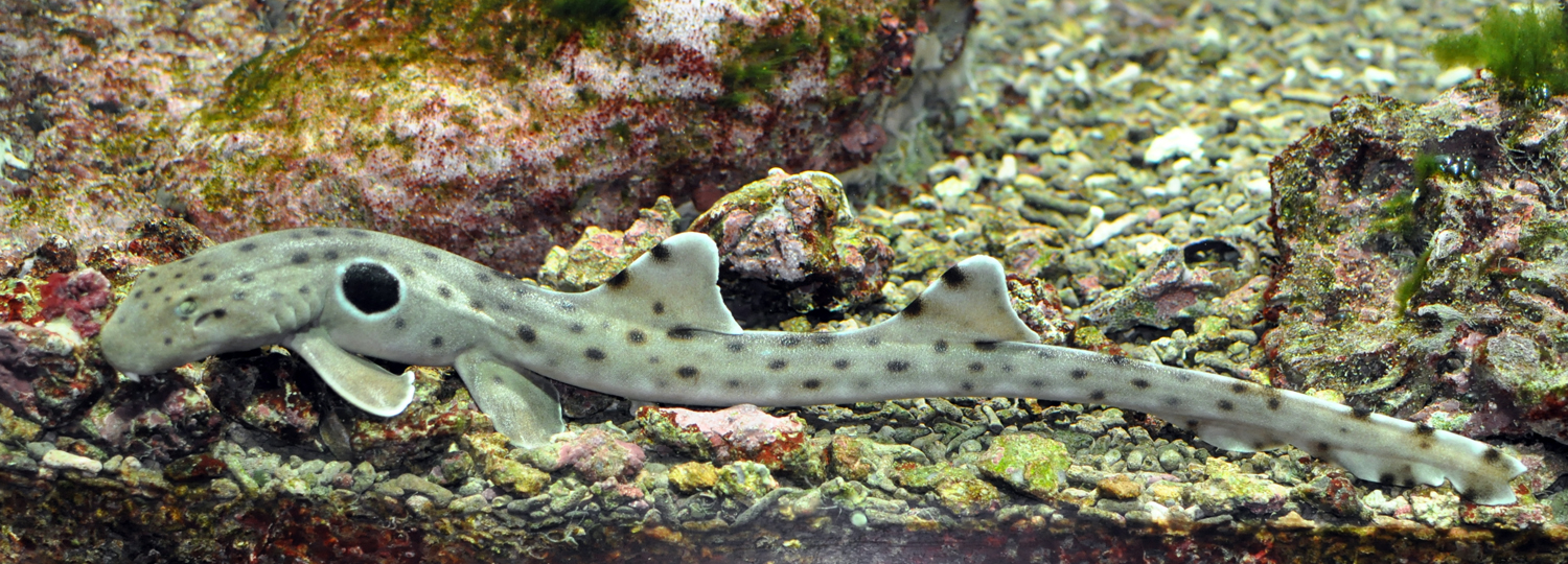 Epaulettenhai (Hemiscyllium ocellatum)