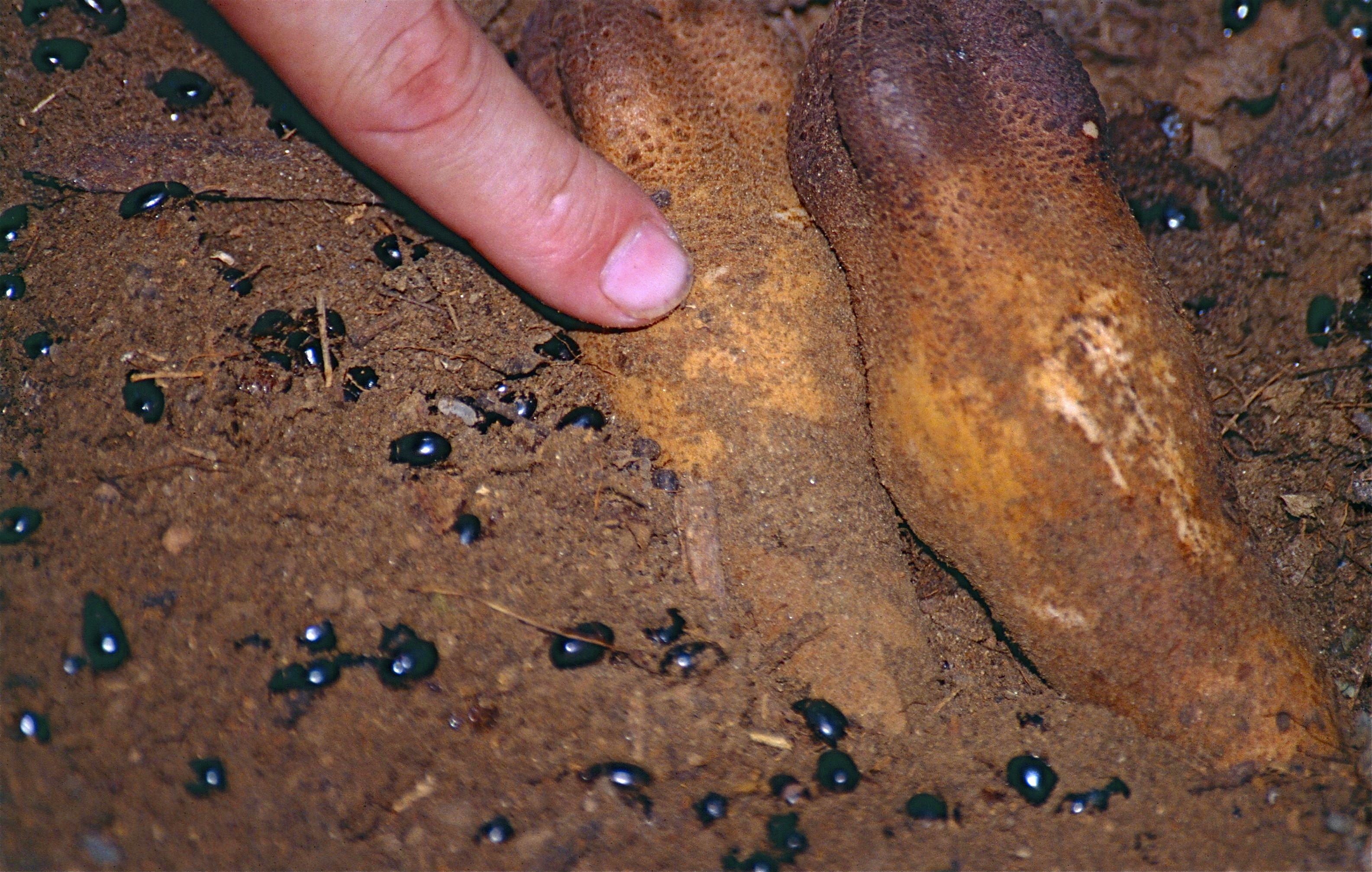 Hydnoraceae (Hydnora esculenta) young shoots attracting many black beetles (9612735083).jpg