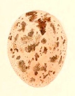 File:Icterus pyrrhopterus egg 1847.jpg