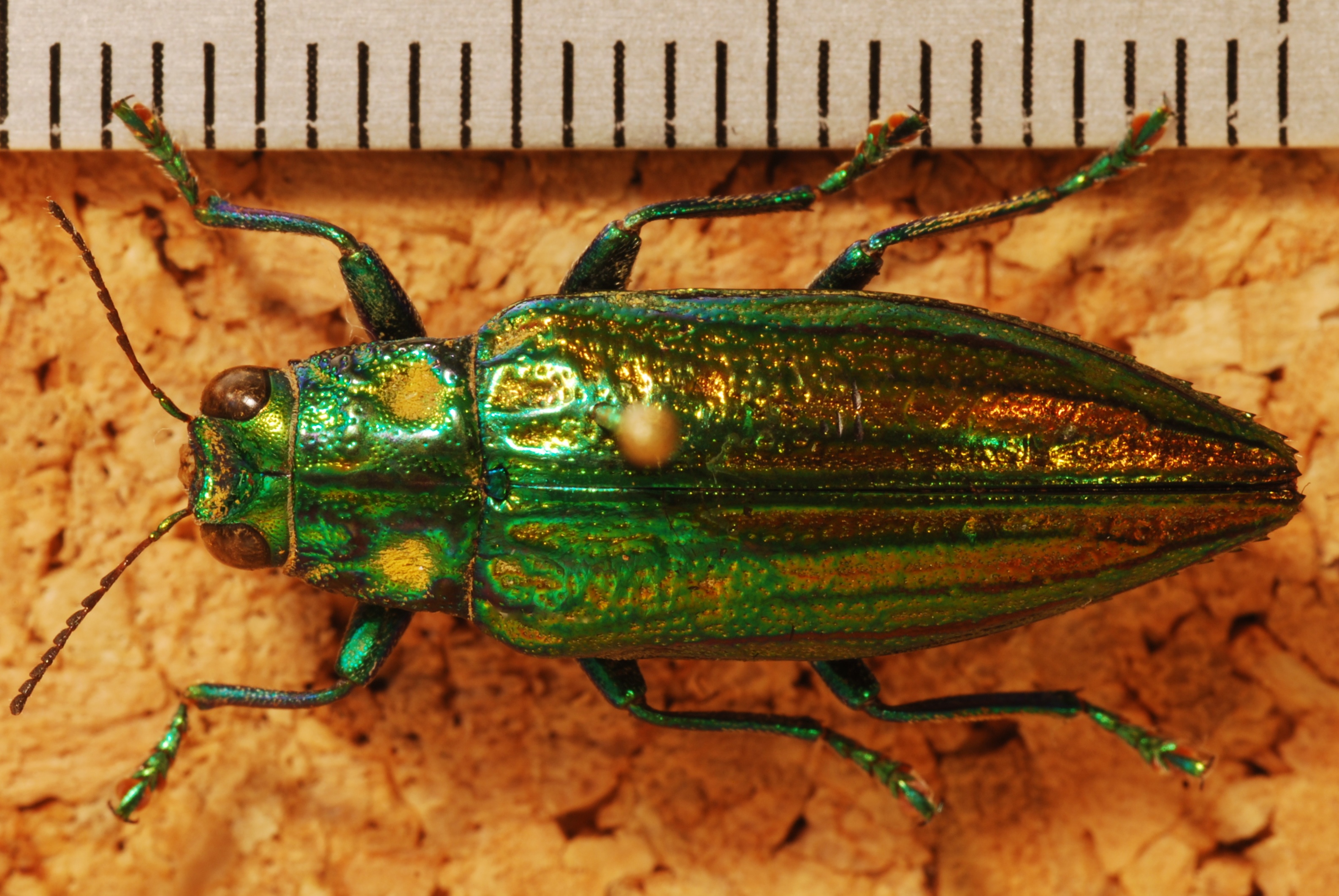 Jewel Beetle (Chrysodema impressicollis) (8271865395).jpg