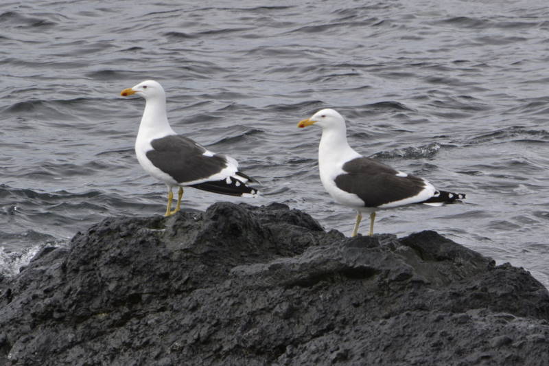 File:Larus dominicanus DT -AQ Greenwich- 1401 (22) (20237598103).jpg