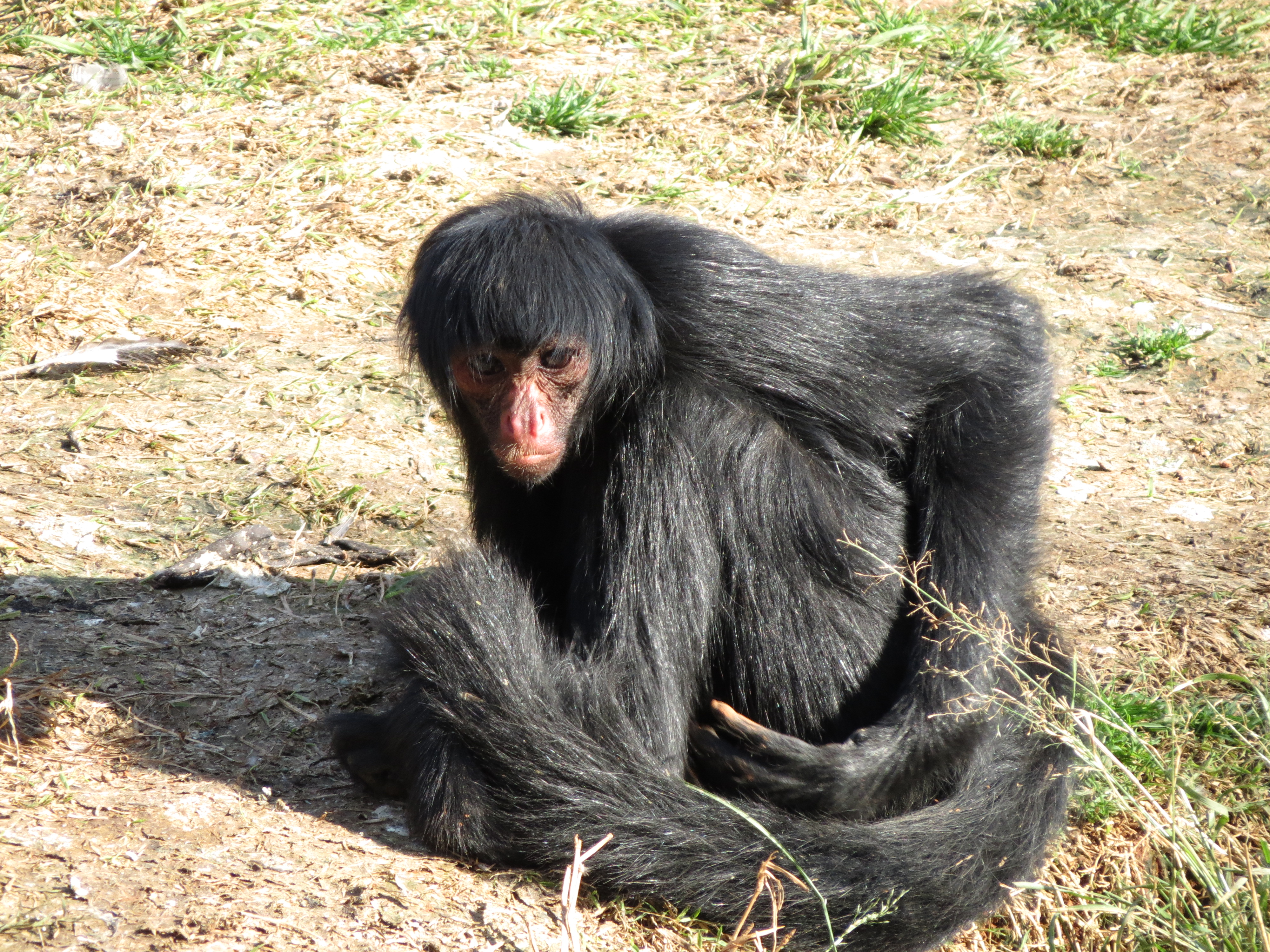 Macaco-aranha-de-cara-preta (Ateles paniscus) - Zoo de São…