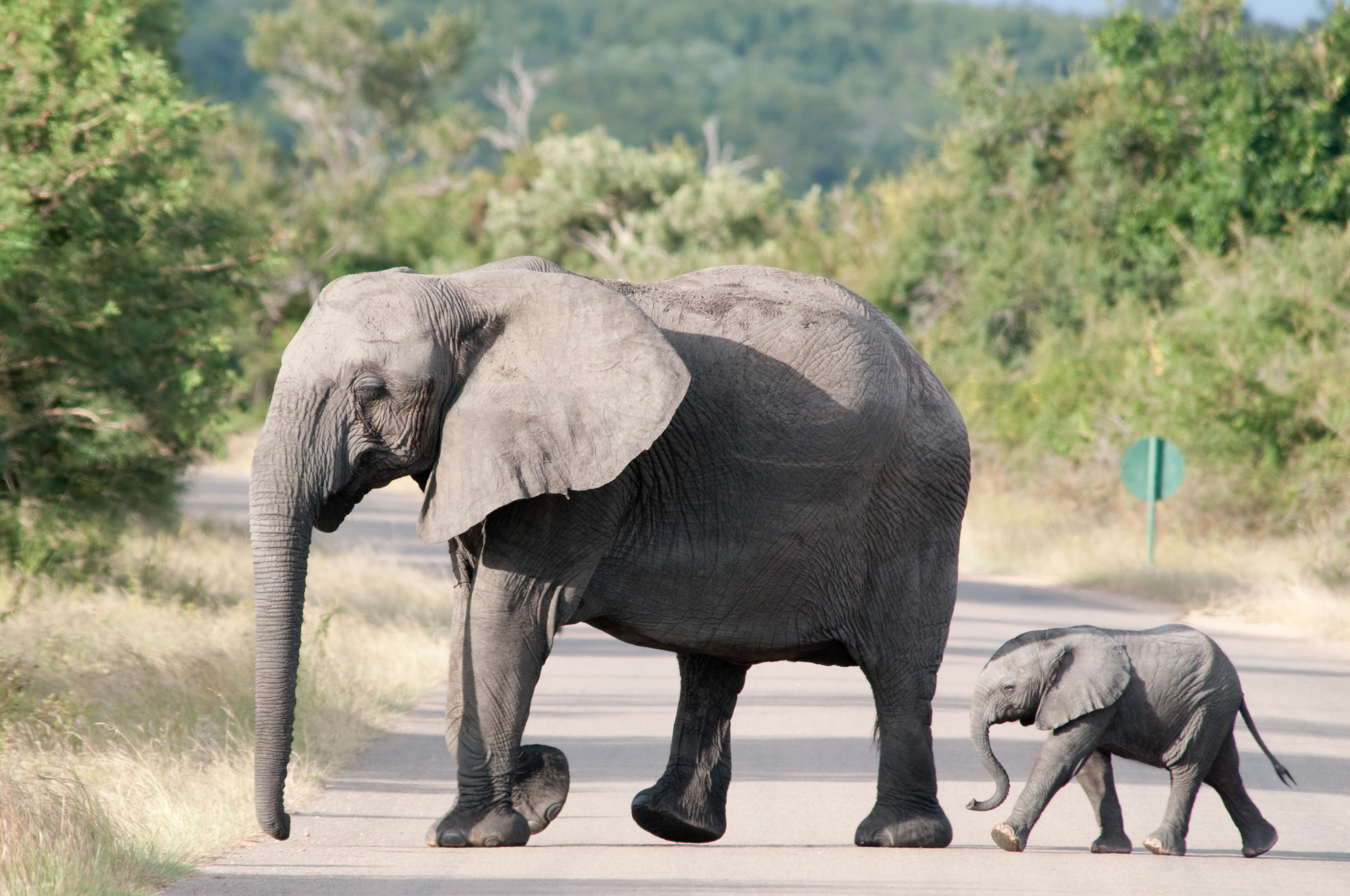 Обученные животные. Слоненок. The Elephant's child. Cropped Elephant. Video about animals.