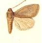<i>Heliocheilus canusina</i> Species of moth
