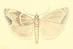 <i>Metaeuchromius</i> Genus of moths