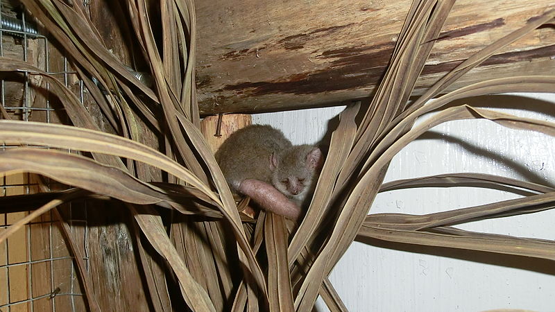 The average adult weight of a Reddish-gray mouse lemur is 70 grams (0.15 lbs)