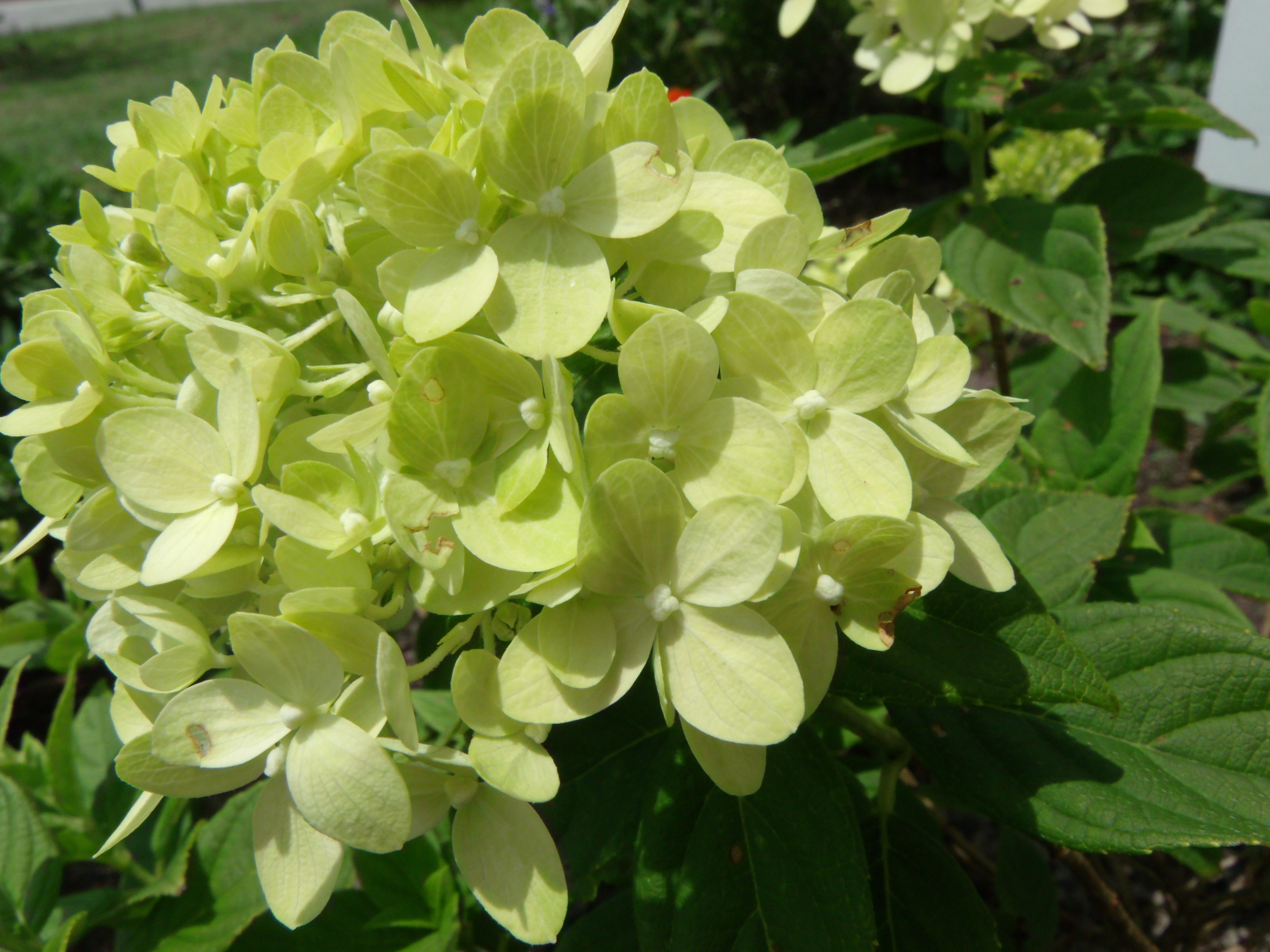 Image of Mini Limelight Hydrangea