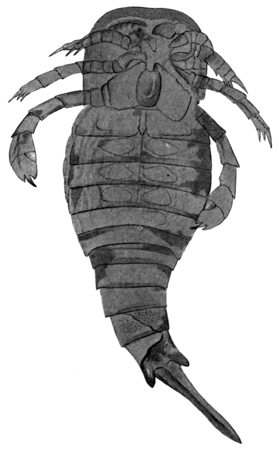 megalograptus fossil