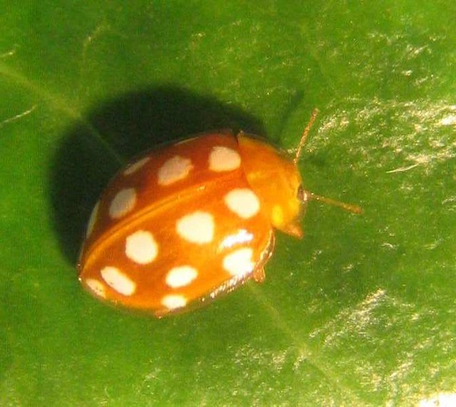 File:Orange ladybird - geograph.org.uk - 579843.jpg