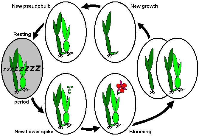 File:Orchids dormancy type2.png