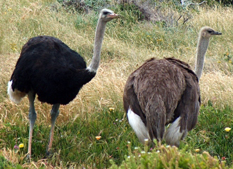 File:Ostriches cape point cropped 2.jpg