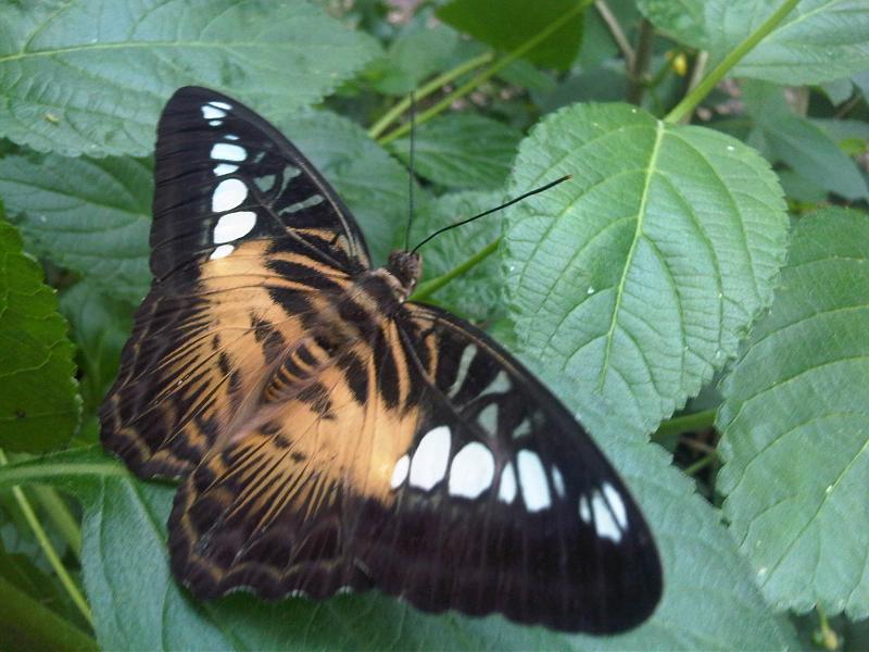 File:Parthenos sylvia 1.jpg