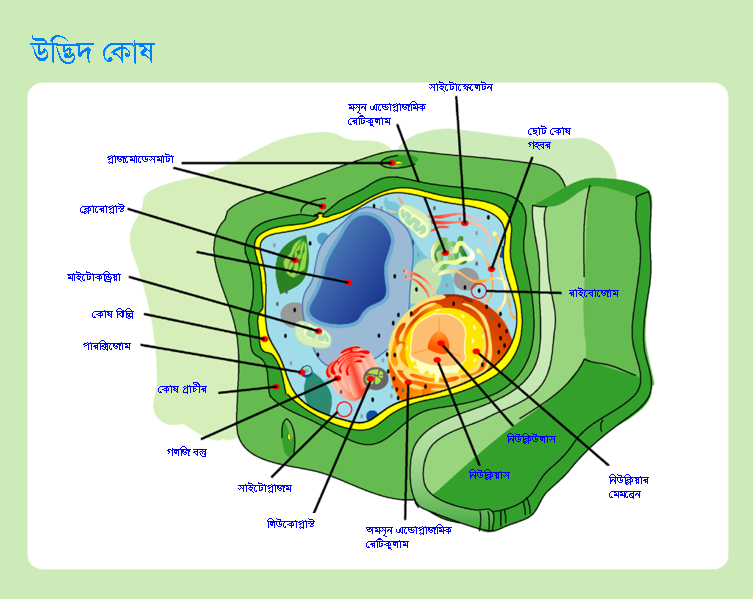 File:Plant cell structure bn.png