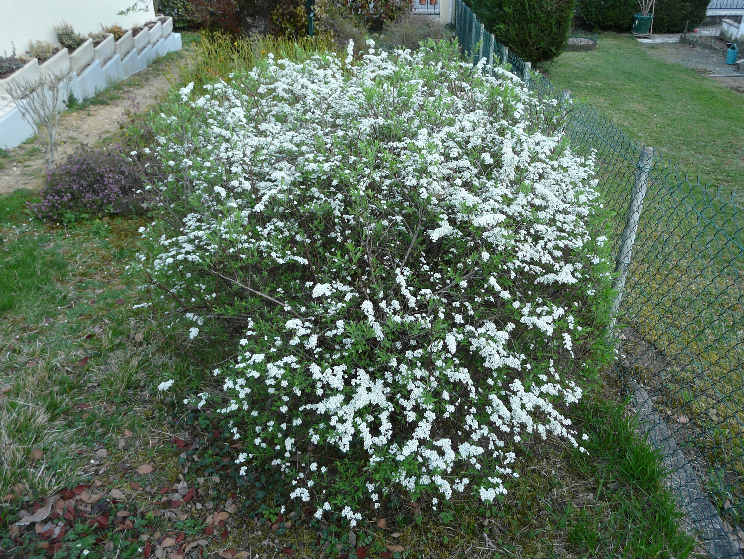 Fichier:Plante inconnue fleurs blanches (1).JPG — Wikipédia