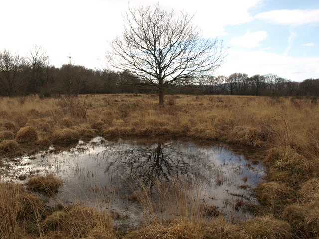 File:Pond on Chudleigh Knighton Heath - geograph.org.uk - 1173250.jpg