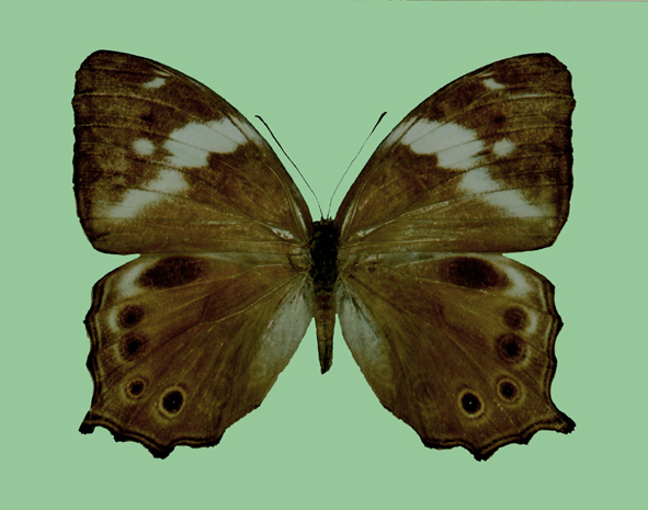 File:Ptychandra ohtanii ♀ upperside.jpg