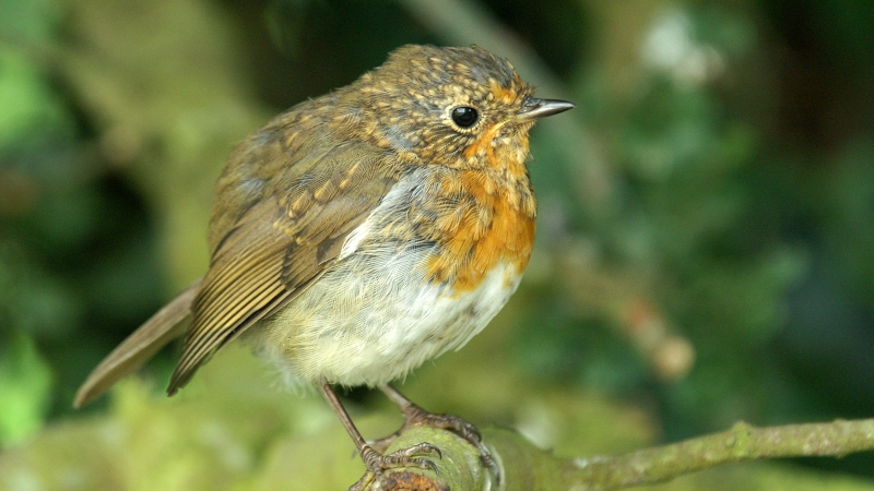 File:Robin (Erithacus rubecula) (8).JPG