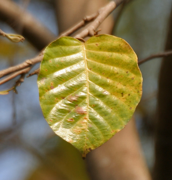 File:Sal (Shorea robusta)- old leaf at Jayanti, Duars W Picture 122.jpg