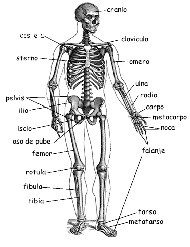 Lista Osos De La Sceleto Umana